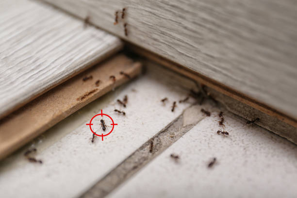 Best Spider Control Near Me  in Deforest, WI