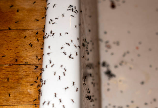 Best Cockroach Control Services  in Deforest, WI