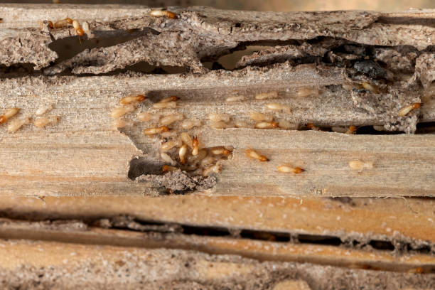 Pest Prevention Services in Deforest, WI